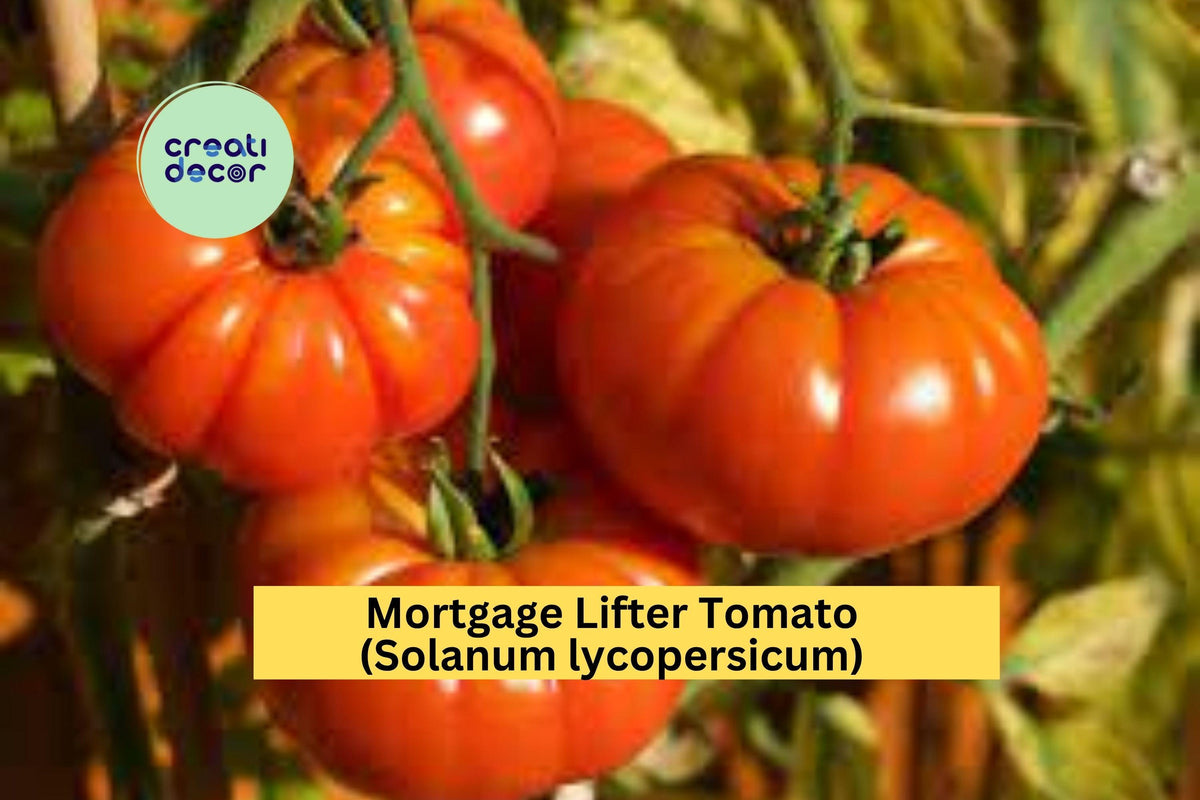 Mortgage Lifter Tomato Plants - Set of 4 Live Heirloom Starters - Solanum lycopersicum - 6-10 Inch Pink-Red Fruit Plants