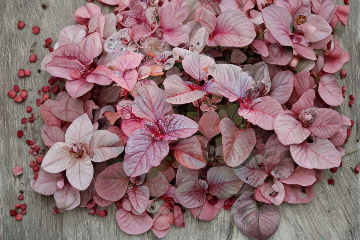 Red Garnet Amaranth Seeds | 100 Seeds | Edible Ornamental Plant | Amaranthus tricolor | Fast-Growing Vegetable Greens