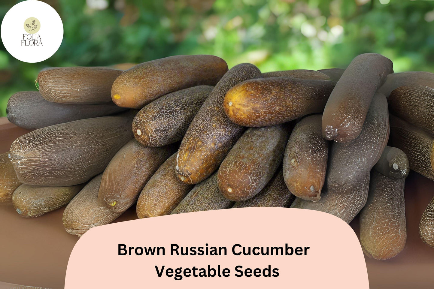 25+ Brown Russian Cucumber Seeds | Rare Heirloom Non-GMO Variety | Crisp Sweet Flavor