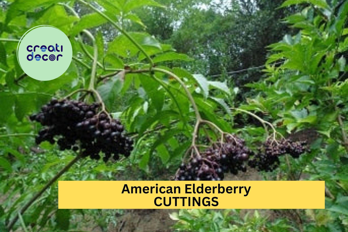 5 American Elderberry Cuttings – Hardy Native Sambucus canadensis Shrubs for Garden Planting