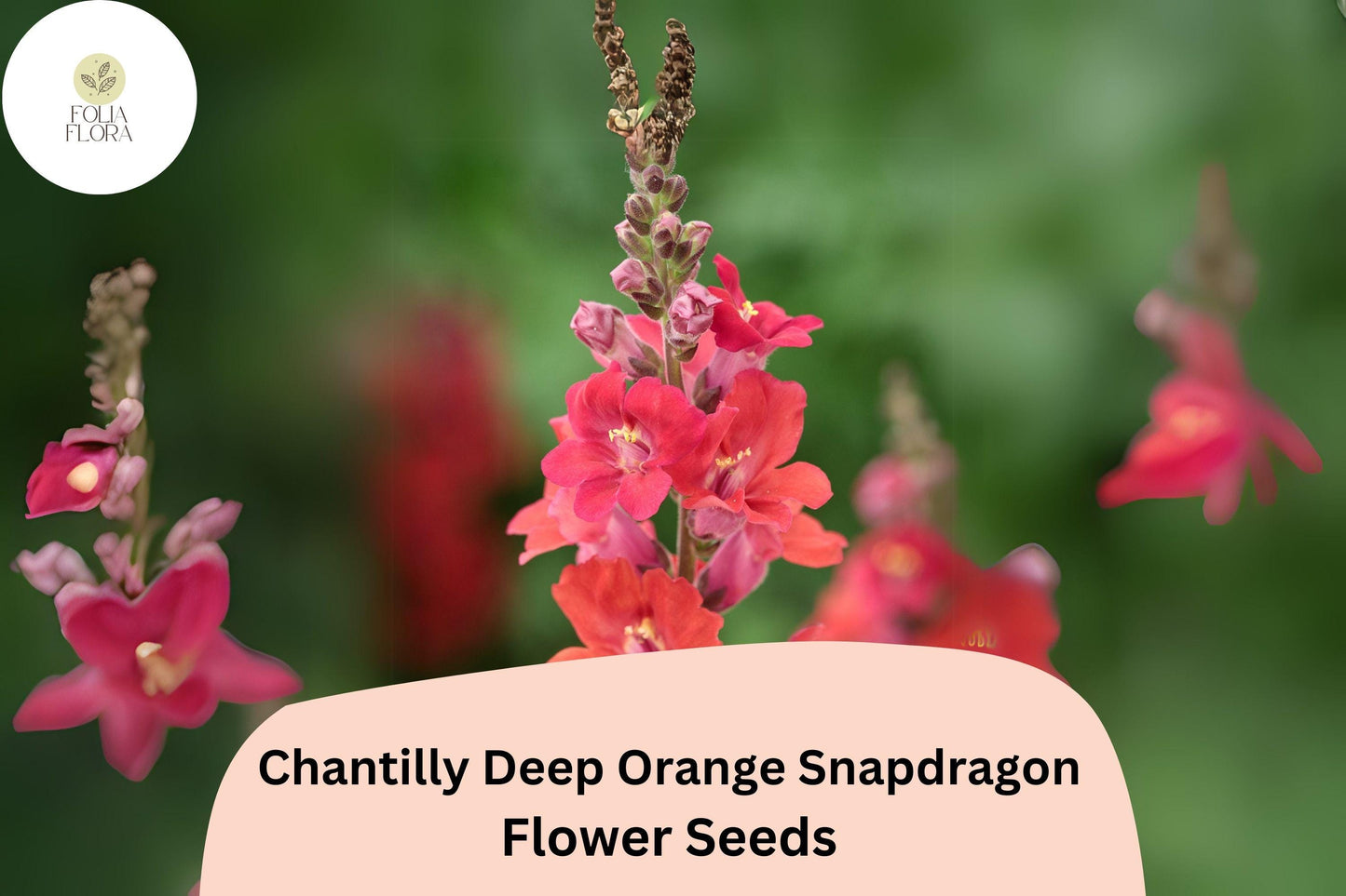 Chantilly Deep Orange Snapdragon Seeds - 1000+ Antirrhinum majus Seeds for Tall, Vibrant Garden Blooms