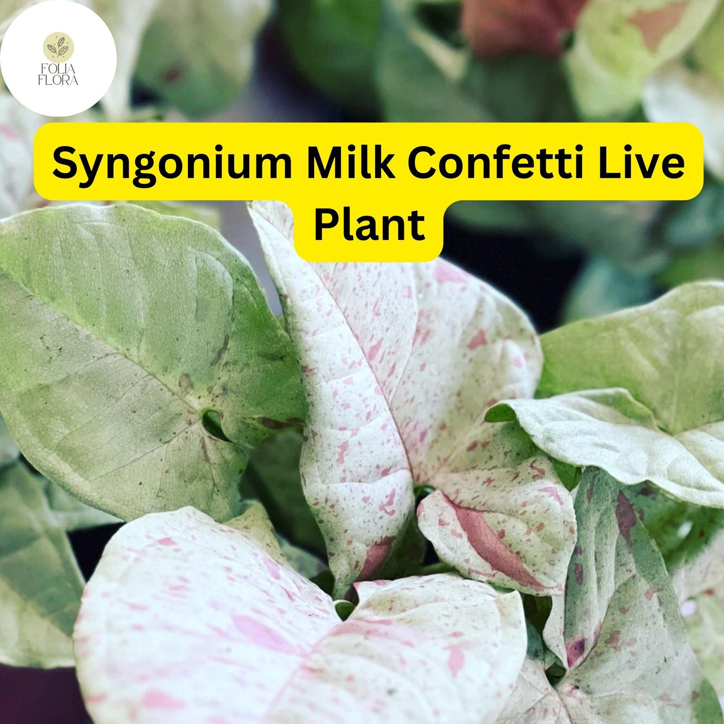 Syngonium podophyllum 'Milk Confetti' - Variegated Arrowhead Indoor Plant in 4" Pot