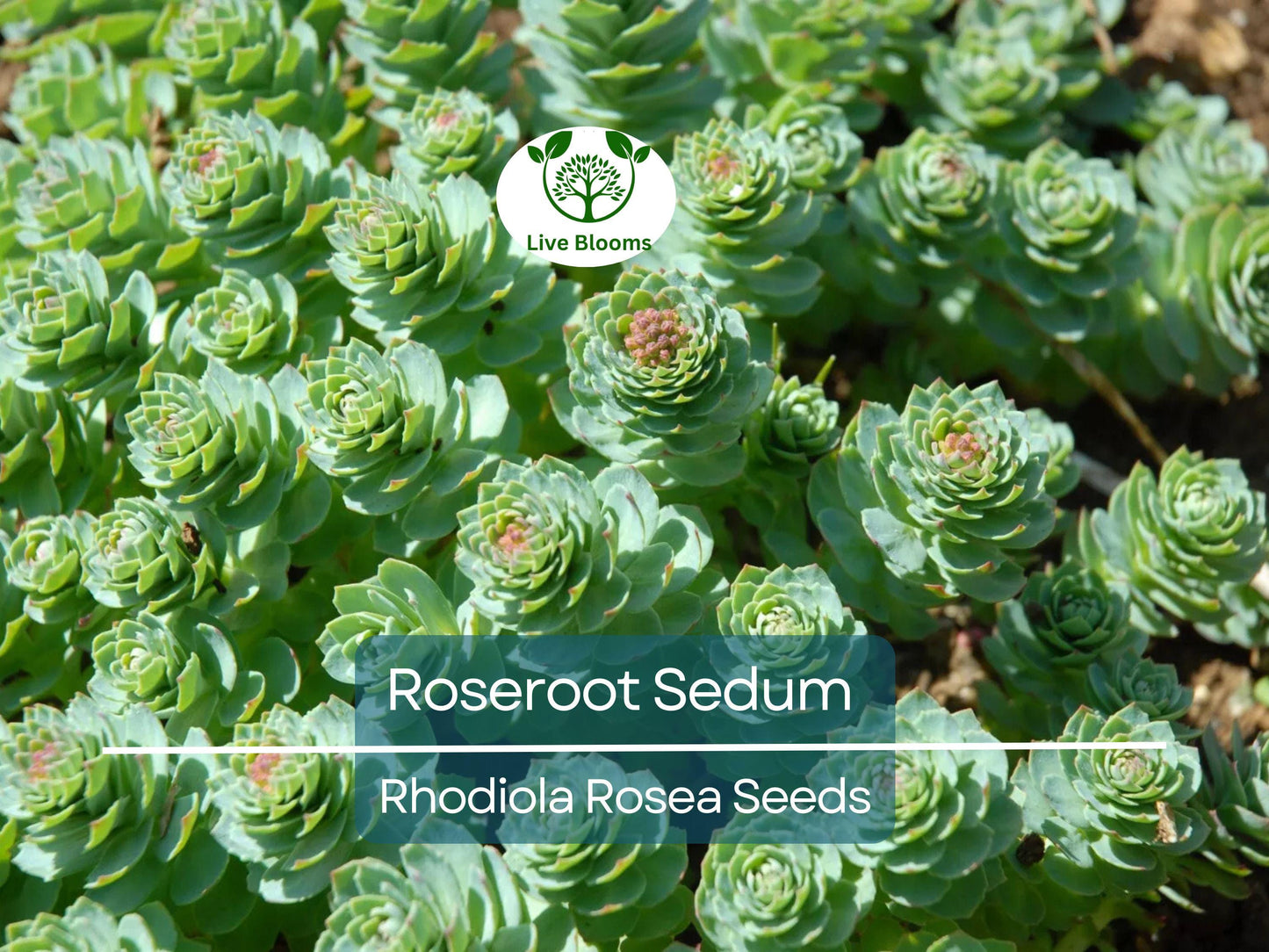 30 Roseroot Sedum Seeds | Rhodiola Rosea Perennial Stonecrop, Hardy Ground Cover, Non-GMO