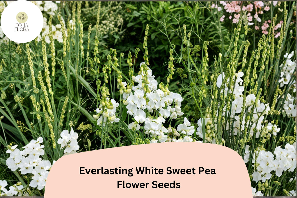 Everlasting White Sweet Pea Seeds | 50+ Seeds | Lathyrus latifolius | Perennial Climbing Vine with White Flowers