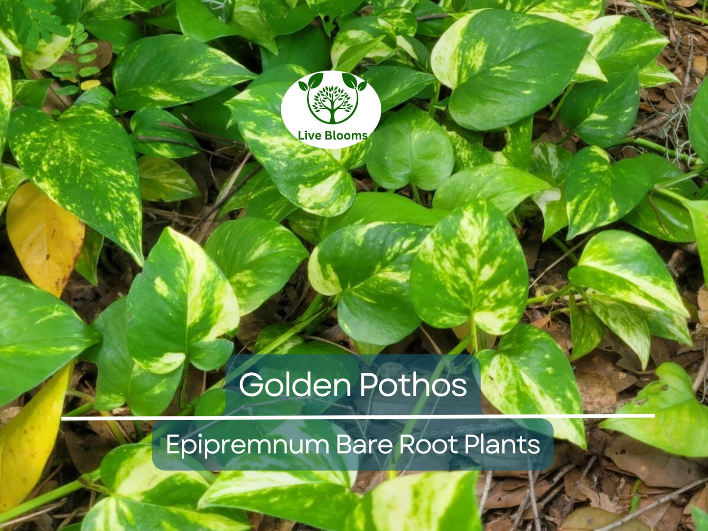 6 Golden Pothos Cuttings – Live Bare Rooted Indoor/Outdoor Houseplants with Variegated Leaves