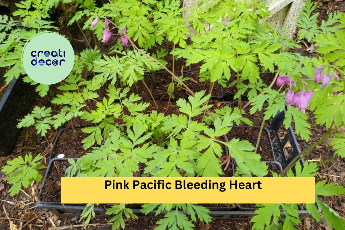 5 Pink Bleeding Heart Plants – Dicentra spectabilis Bare Root Perennial Wildflowers for Shade Gardens