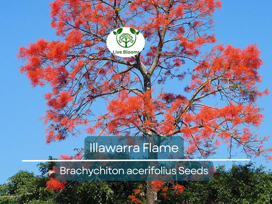 10 Illawarra Flame Seeds | Brachychiton acerifolius | Red Flowered Bottle Tree | Exotic Australian Tree for Vibrant Landscaping