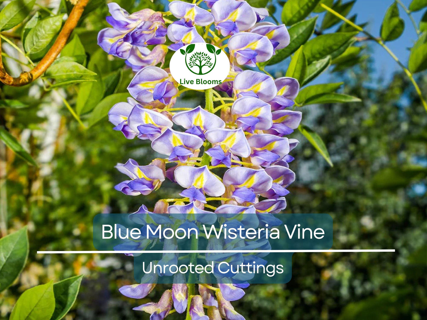 4 Blue Moon Wisteria Vines Unrooted Cuttings - Wisteria macrostachya DIY Flowering Climbing Vine