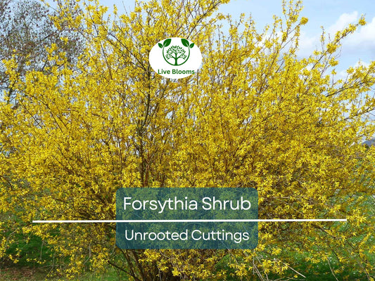 10 Forsythia Unrooted Cuttings (6-8") - Fast Growing Yellow Blooming Shrub for Garden Propagation
