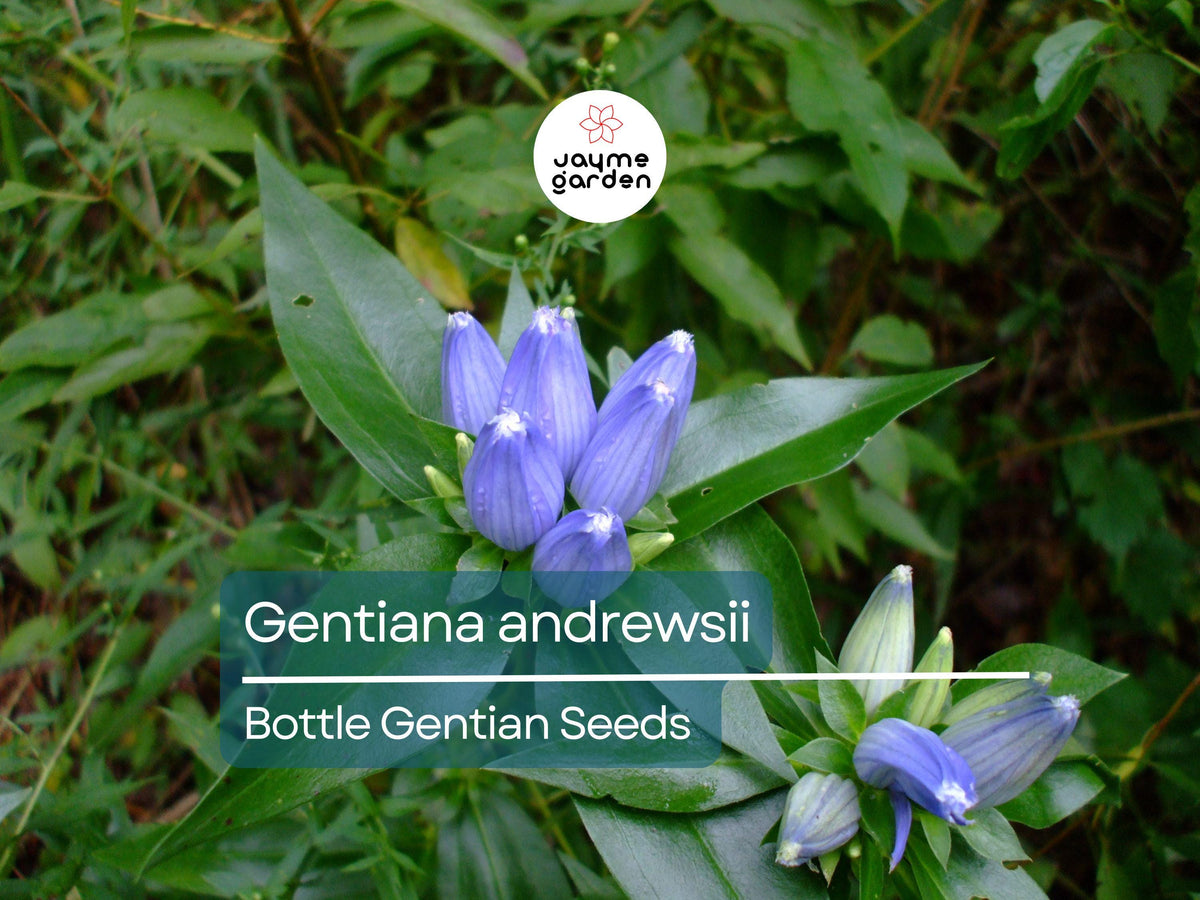 Bottle Gentian Seeds - 750 Seeds Gentiana Andrewsii - Native Blue Wildflower for Pollinator-Friendly Gardens & Meadows