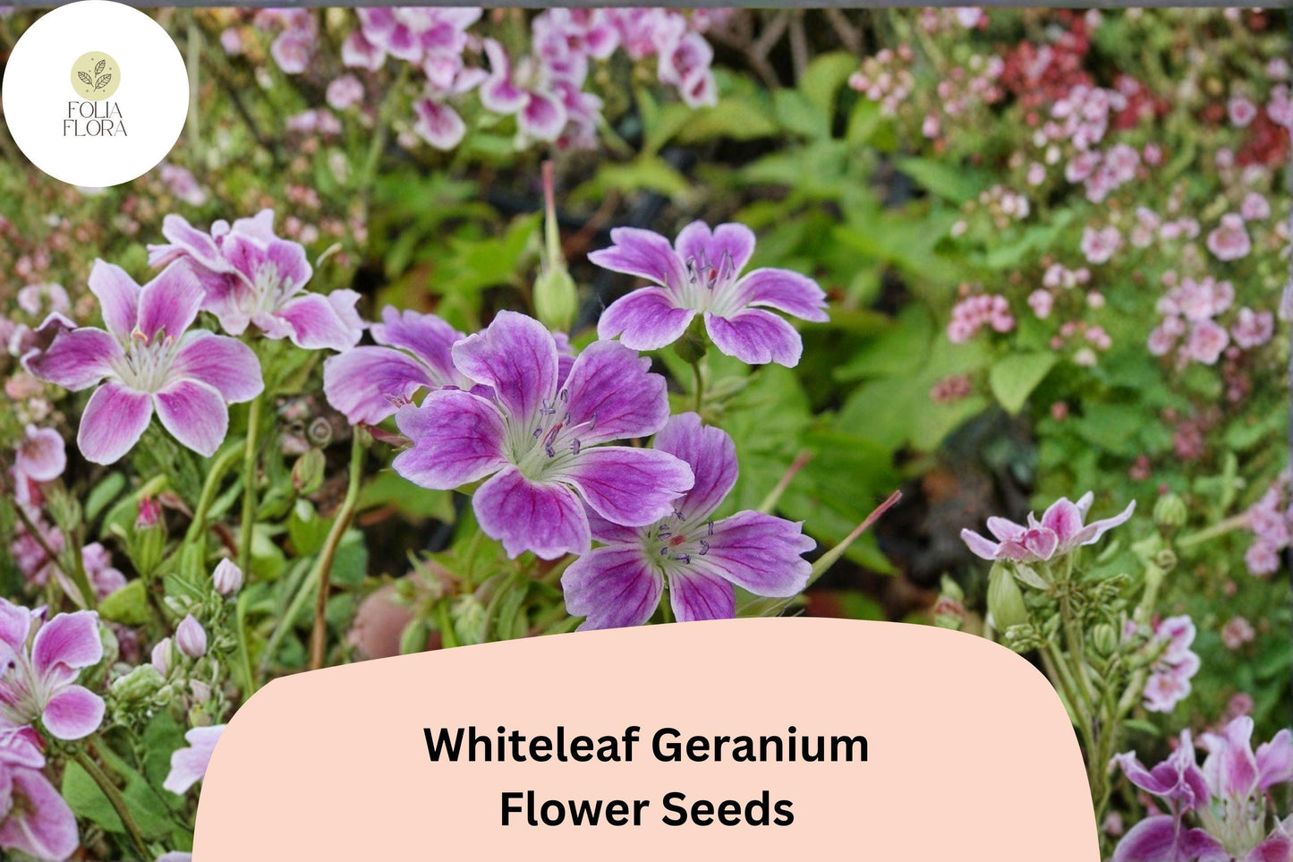 25+ Whiteleaf Geranium Seeds | Hardy Purple Cranesbill Perennial for Garden Beds & Borders