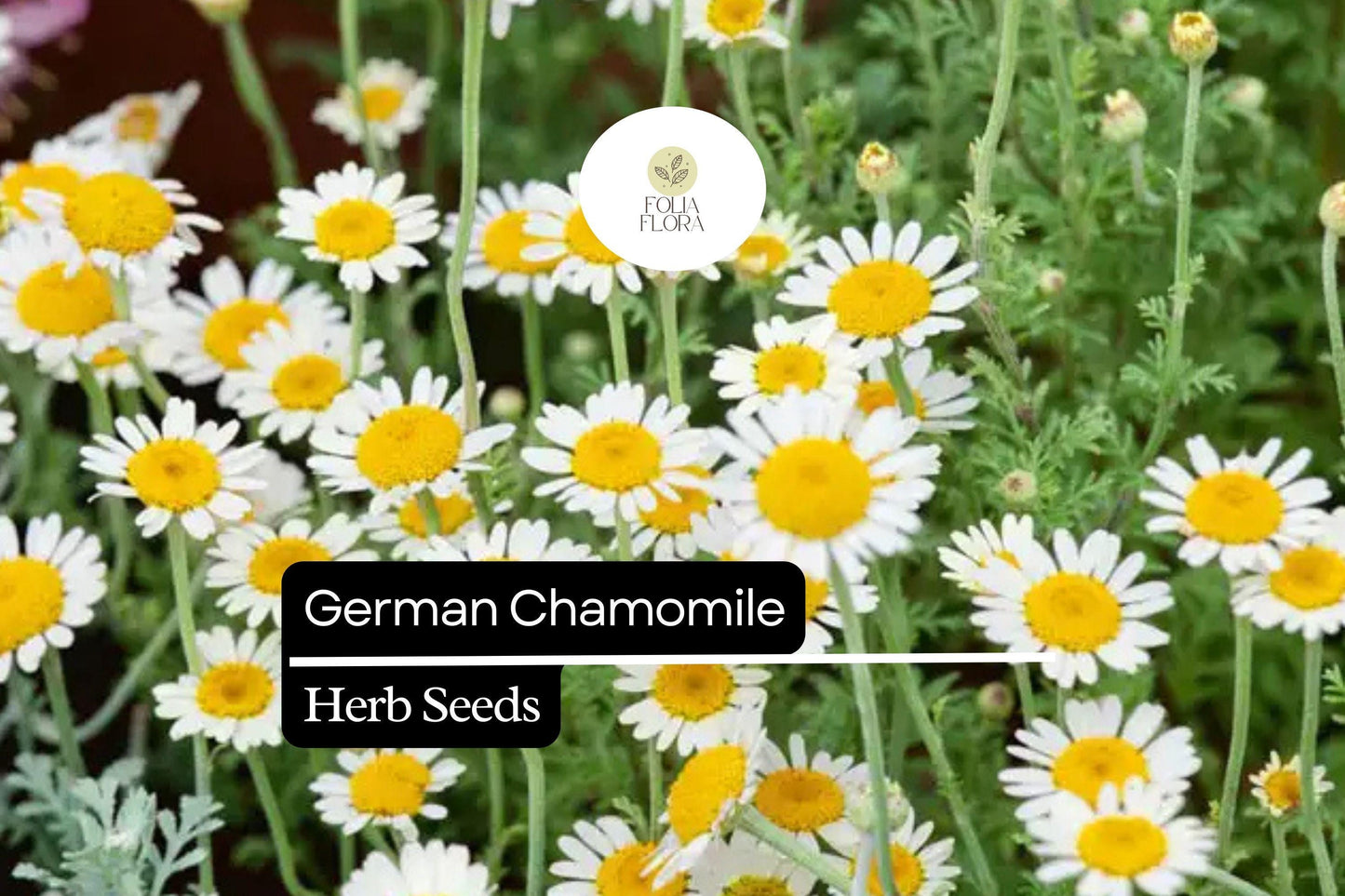 200 German Chamomile Herb Seeds – Heirloom, Pollinator-Friendly, Easy to Grow Matricaria chamomilla