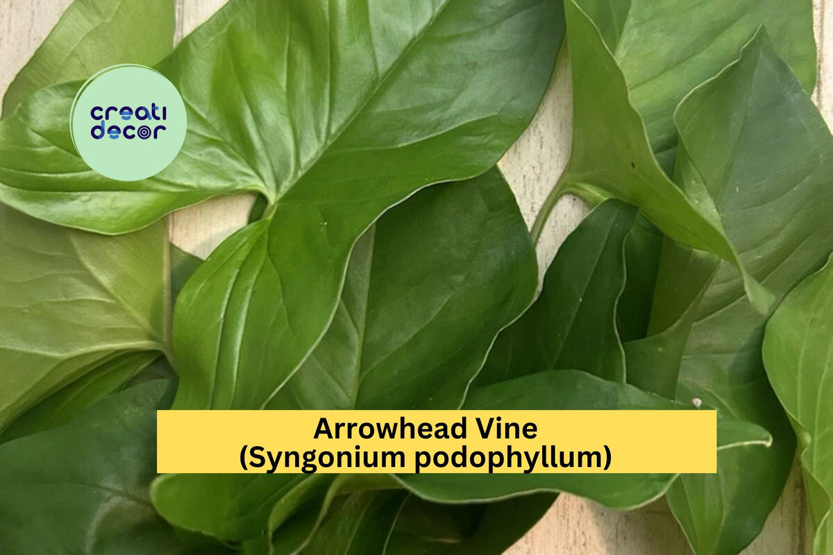 Arrowhead Vine (Syngonium podophyllum) Rooted Cuttings - 10 Easy-to-Grow Tropical Houseplants