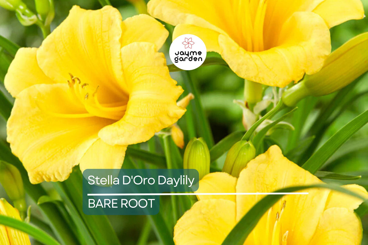 5 Bare Root Stella D'Oro Daylily Plants, Bright Gold Flowers, Hemerocallis 'Stella D'Oro', Cold Hardy Perennial, Reblooming