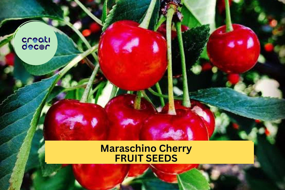 Maraschino Cherry Seeds 10+ Pack - Sweet Red Fruit for Garden Planting - Prunus cerasus - Compact Variety for Containers