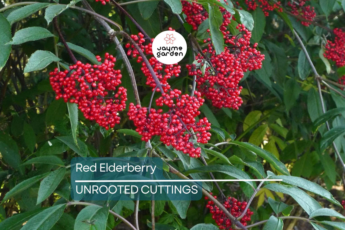Red Elderberry Cuttings - 10 Unrooted Sambucus racemosa - Edible Berries, Wildlife Friendly, Fast-Growing Native Shrub