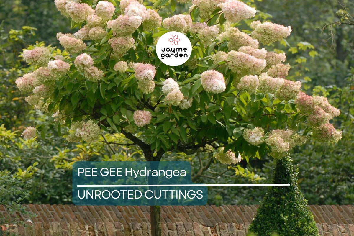 Live Pee Gee Hydrangea Cuttings (8+) | Fresh Unrooted Clones with Rooting Instructions | Hydrangea paniculata 'Grandiflora'