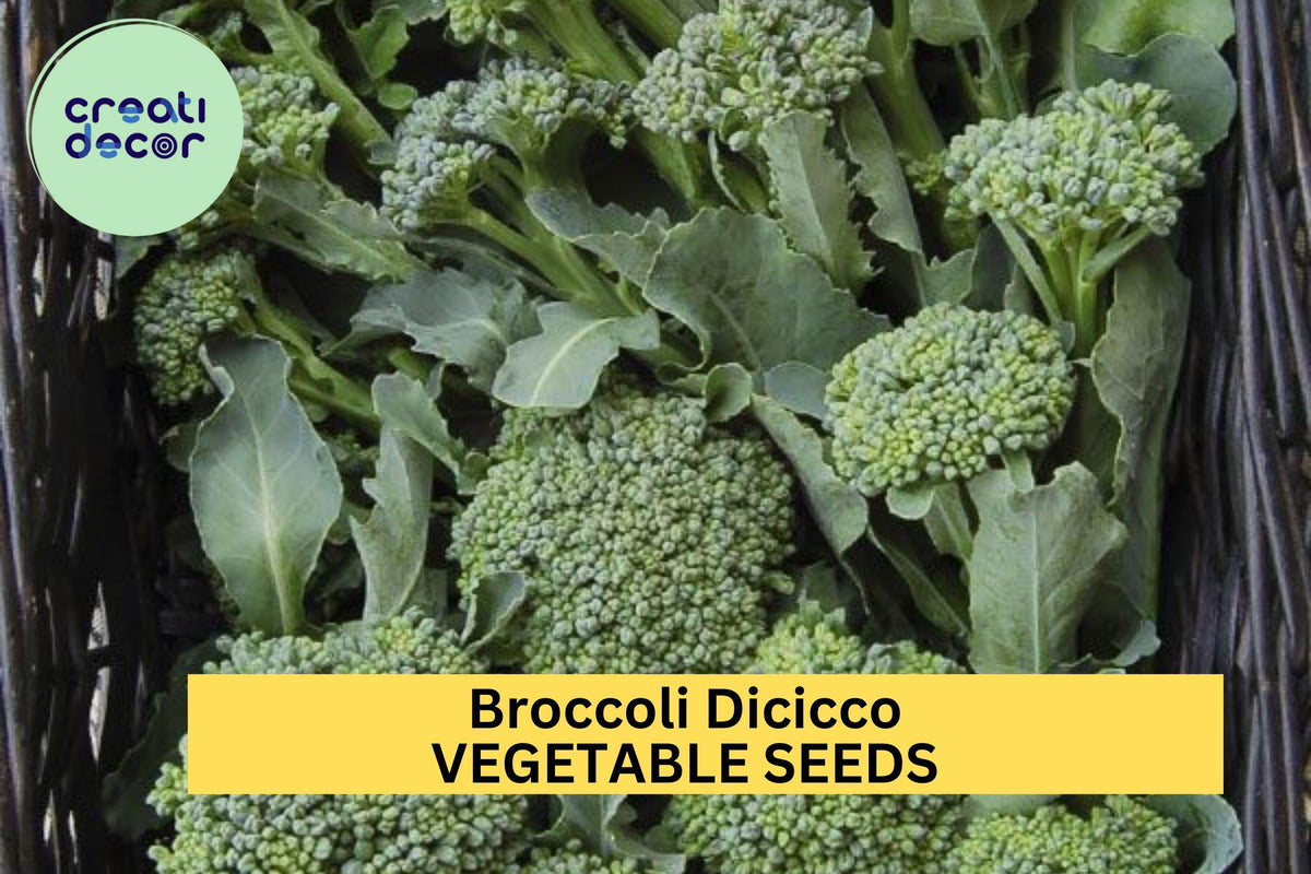 Broccoli Seeds 3pcs x 1g Di Cicco Italian Heirloom Brassica oleracea for Garden Beds, Containers, Cool-Season Planting