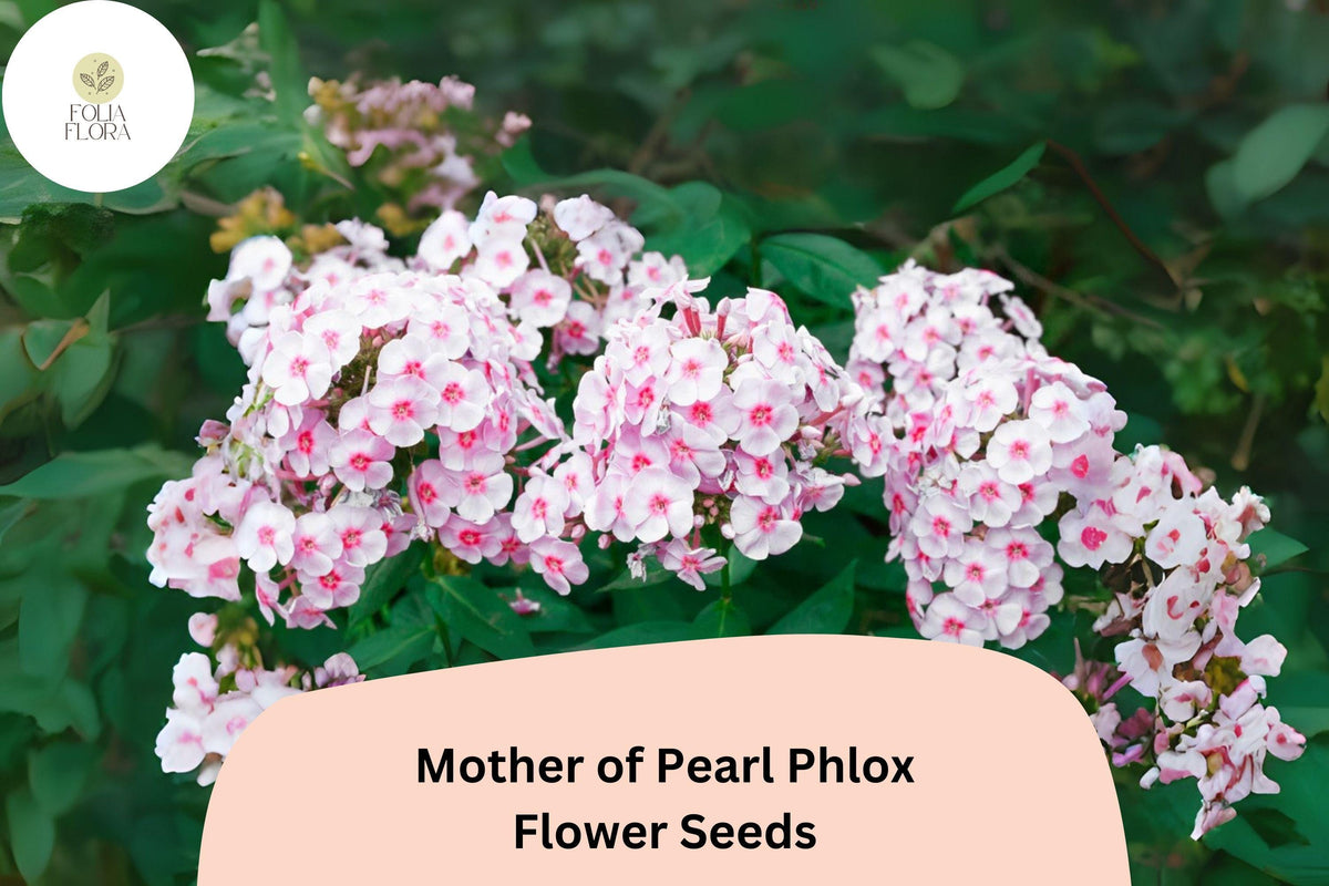 Mother of Pearl Phlox Seeds - 100+ Non-GMO Perennial Garden Flowers, Phlox paniculata, White to Blush-Pink Blooms