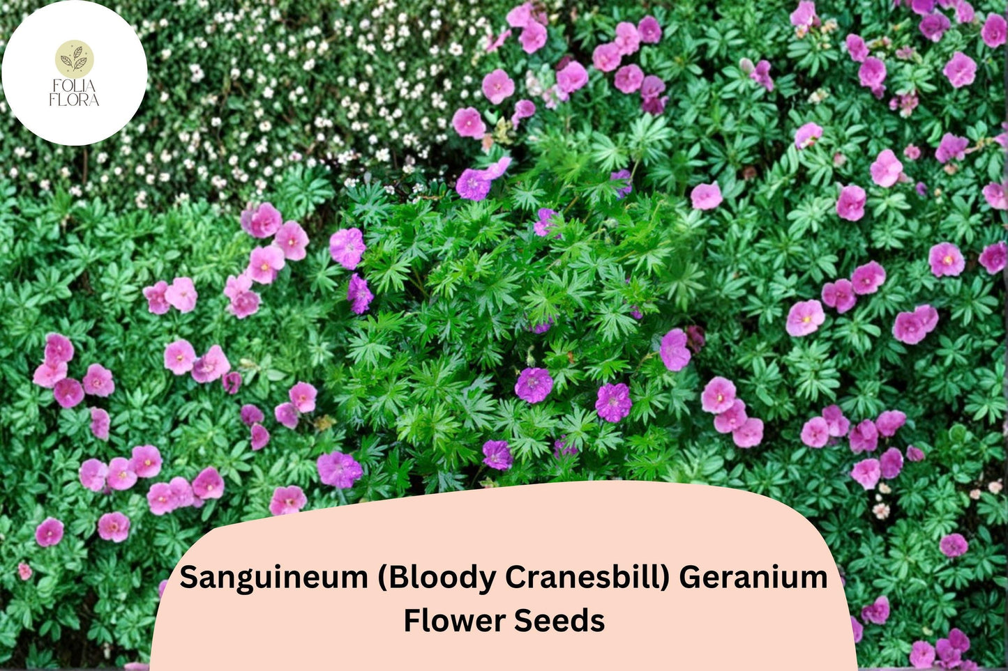25+ Sanguineum (Bloody Cranesbill) Geranium Seeds | Purple Perennial for Garden Borders & Rock Gardens