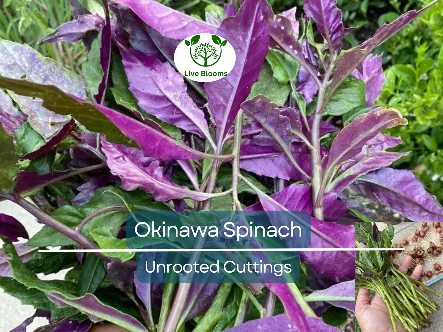 8 Unrooted Okinawa Spinach Cuttings (Gynura bicolor) 5-6" – Edible Purple Leaf Plant, Easy to Grow, Nutrient-Rich Herb