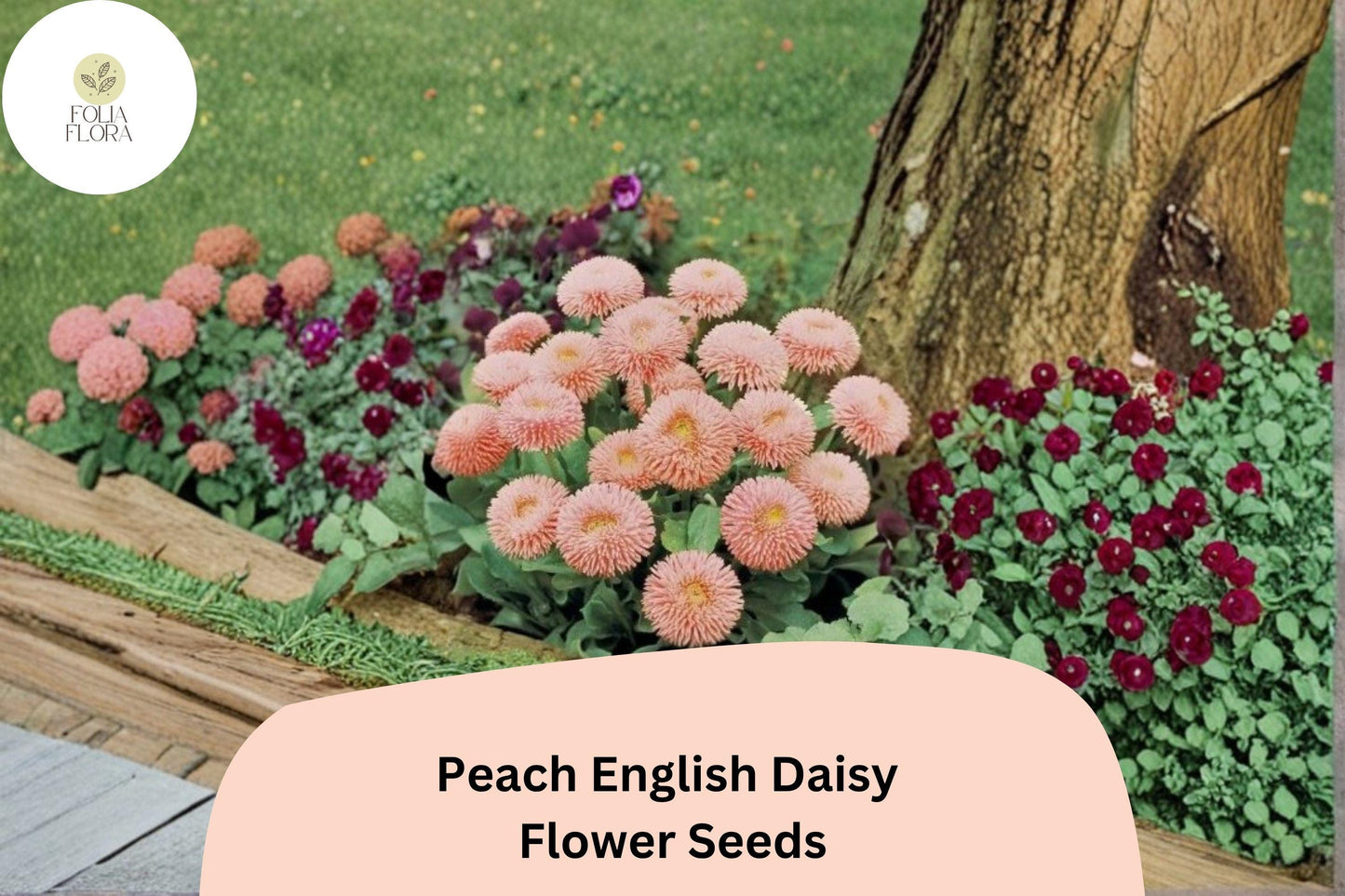 200+ Peach English Daisy Seeds | Bellis perennis | Soft Peach Blooms for Garden Borders & Pots