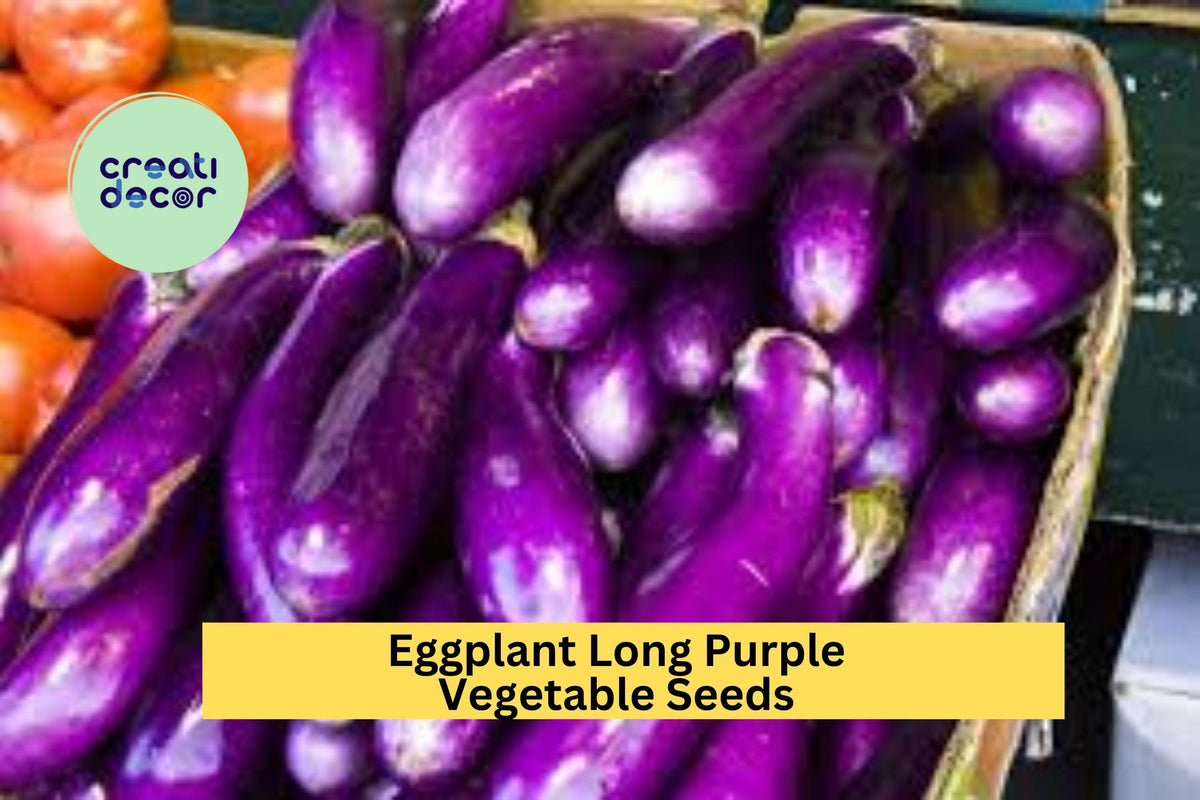 Long Purple Eggplant Seeds - 3pcs 300mg Heirloom Variety for Grilling, Solanum melongena, Deep Purple Fruits