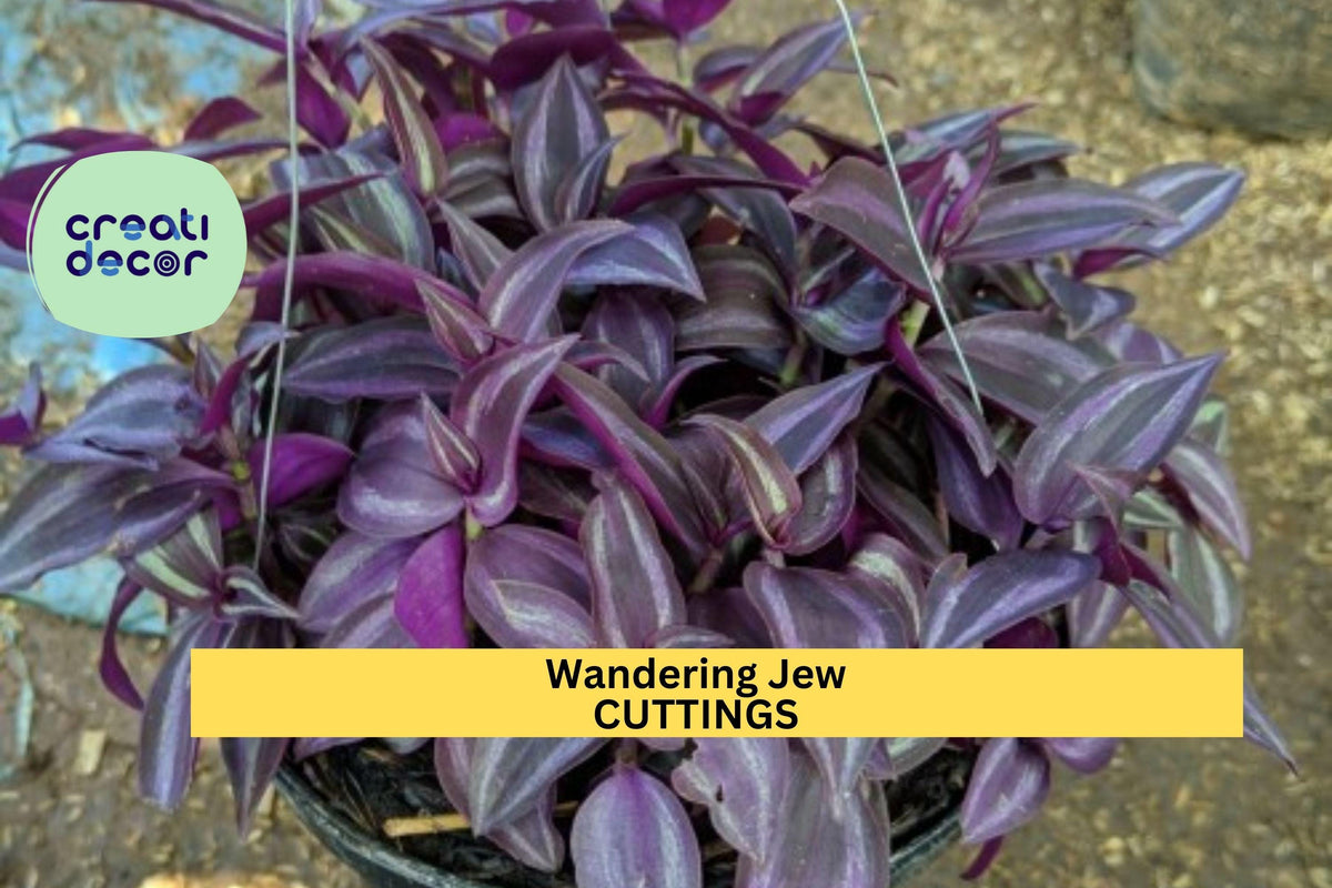 Tradescantia Cutting Mystery Pack | 10 Varieties of Colorful Wandering Jew Plants | Unrooted Starter Cuttings