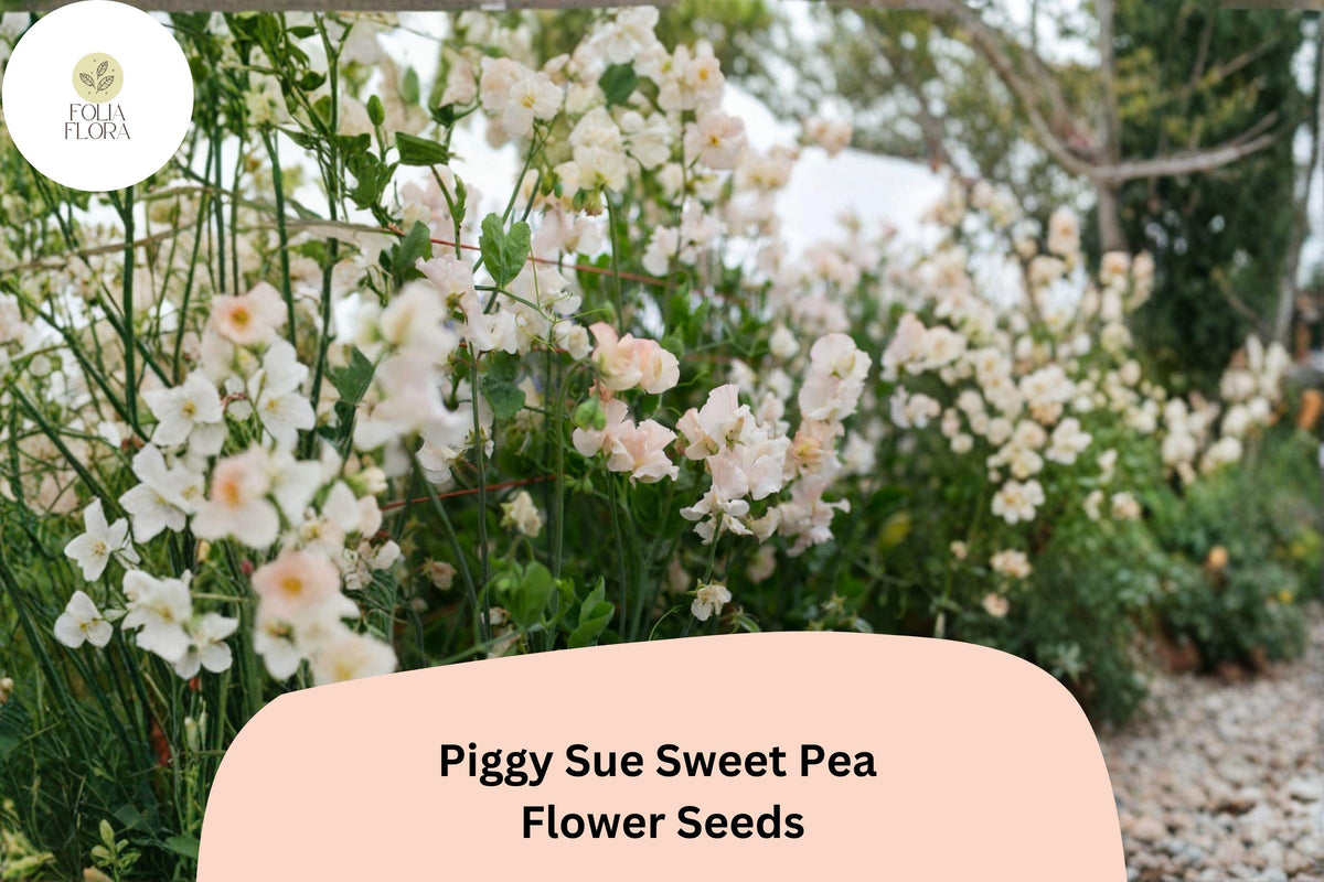 Piggy Sue Sweet Pea Seeds | 50+ Climbing Vine Seeds | Lathyrus odoratus | Fragrant Annual Flower for Garden Planting