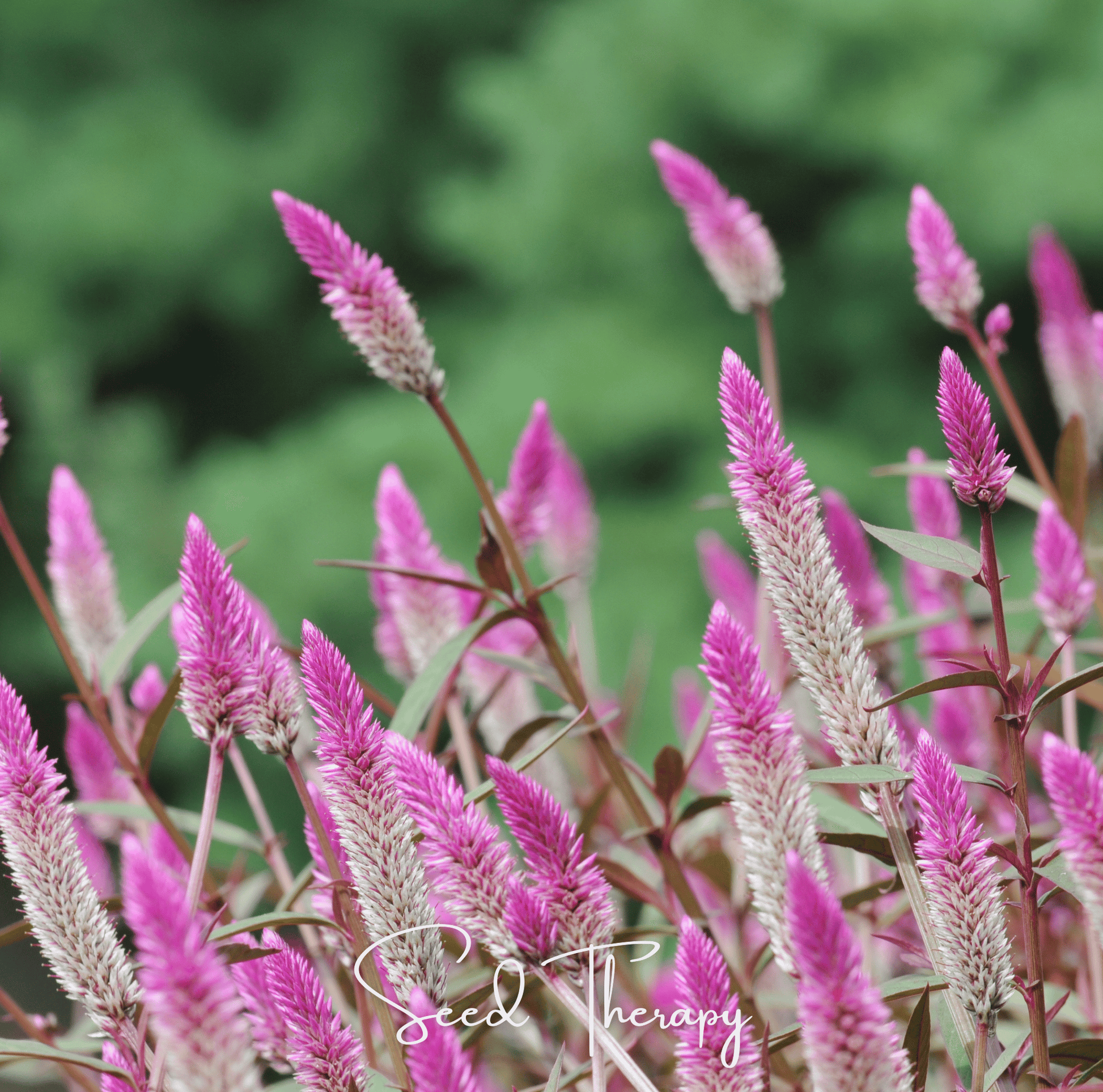Flamingo Feather Celosia Seeds – Heirloom Wheat Celosia with Silvery-Pink Feathery Plumes, Cut Flower, Annual, Celosia spicata