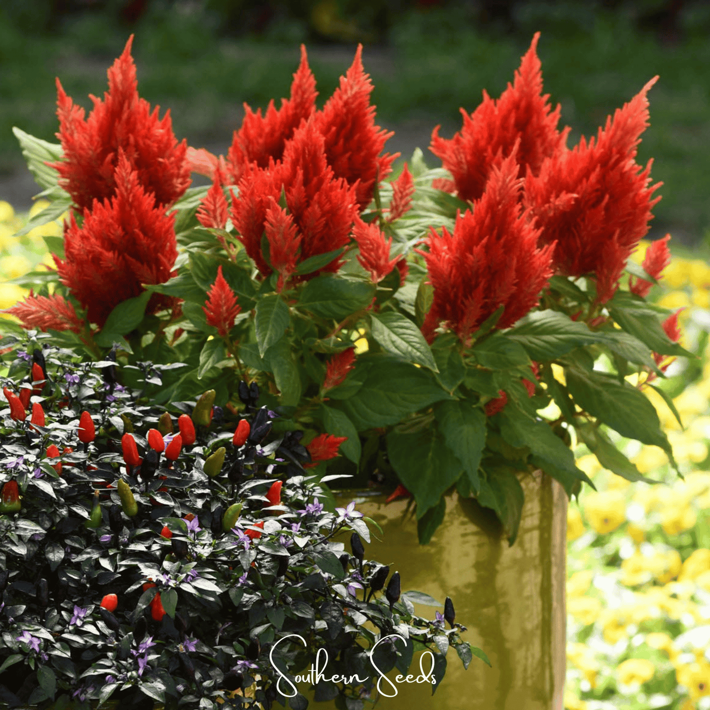 Scarlet Plume Celosia Seeds – Heirloom, Bright Red Feathery Plumes, Annual Flower, 100 Seeds