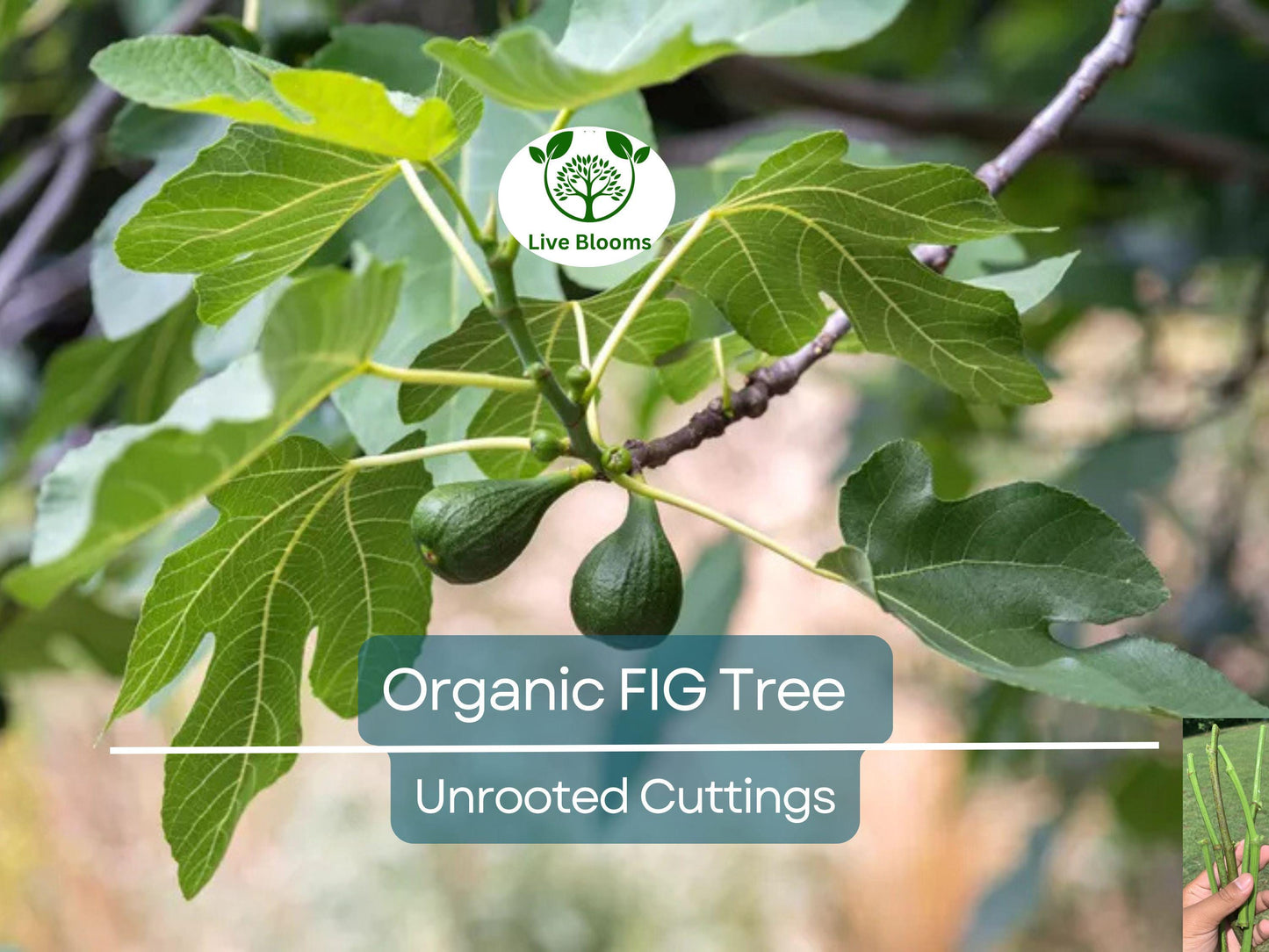 5 Organic Fig Tree Unrooted Cuttings 8" Each from Fruiting Ficus Carica for Planting & Propagation