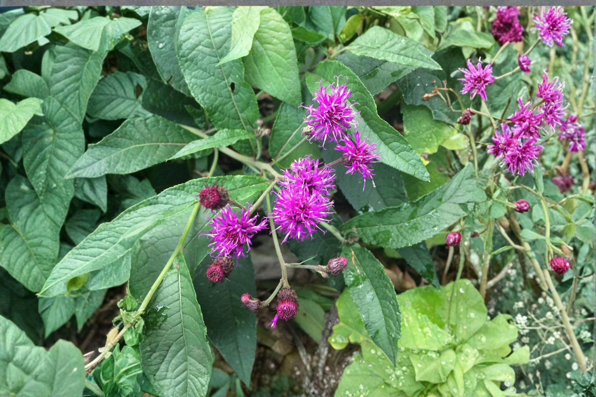 100 mg Native Wildflower Seeds | Vernonia noveboracensis | New York Ironweed Perennial for Pollinator Gardens
