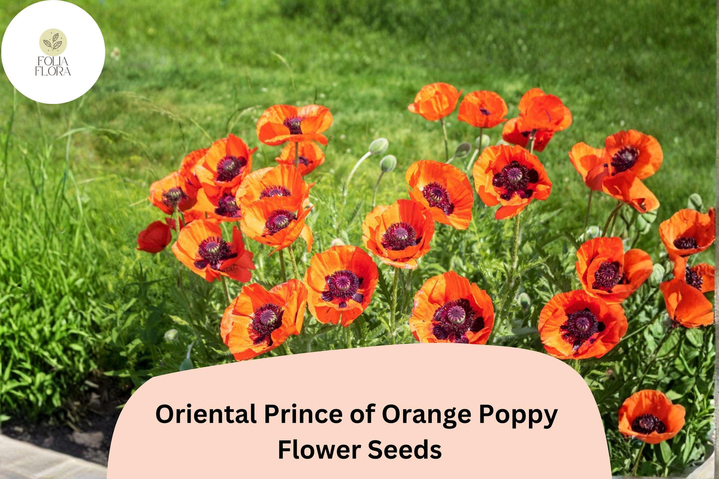 200+ Oriental Prince of Orange Poppy Seeds – Vibrant Orange Perennial Flowers for Full Sun Gardens