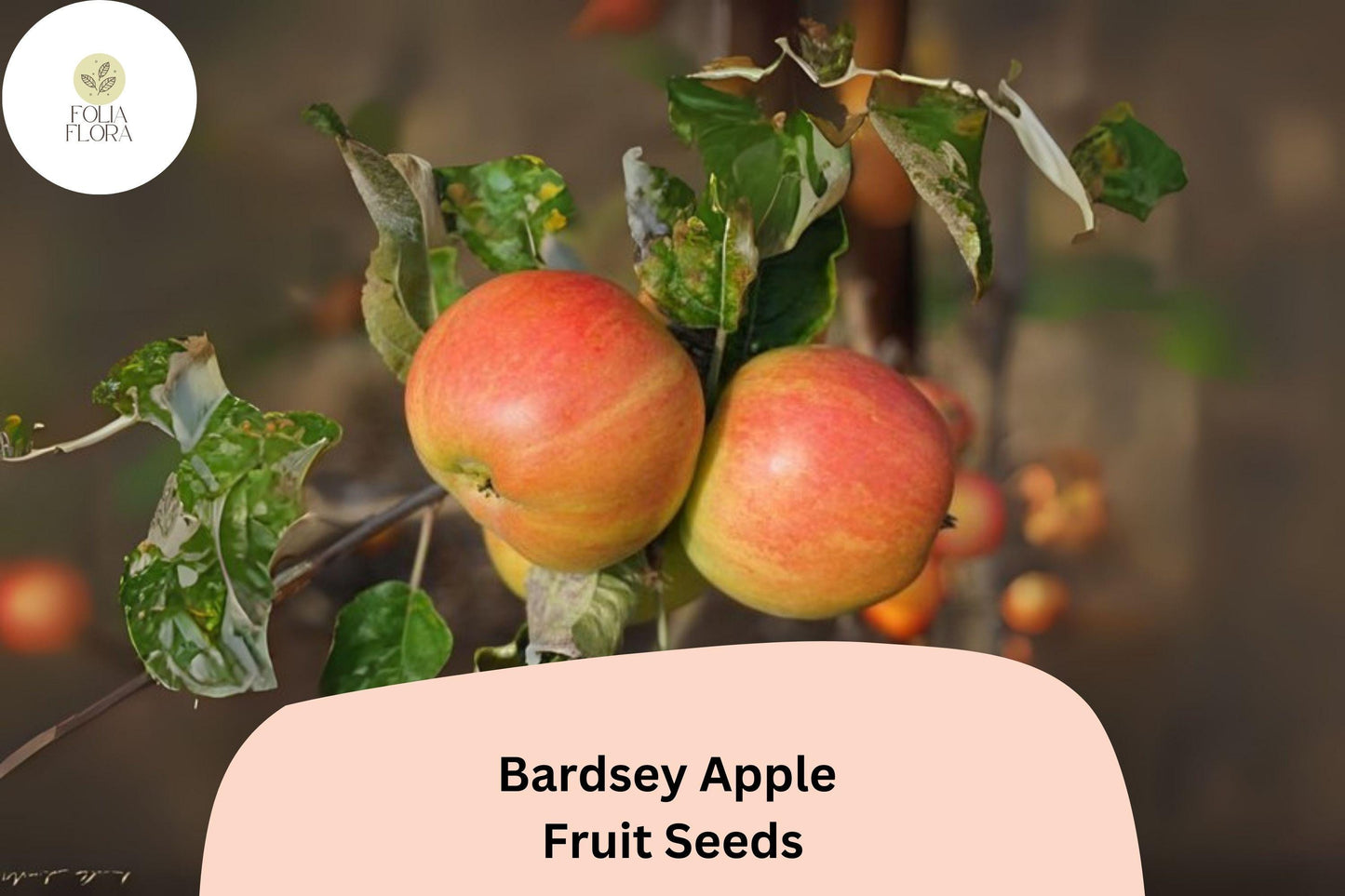 25+ Bardsey Apple Seeds | Rare Welsh Heirloom Apple Tree with Sweet Lemon-Scented Fruit