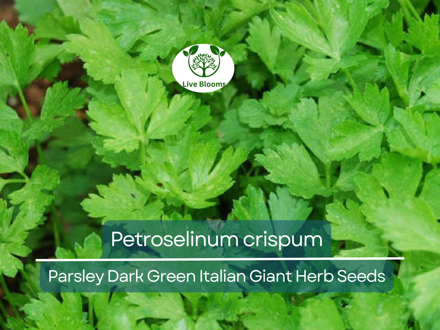 500 Dark Green Italian Giant Parsley Seeds - Petroselinum crispum for Cooking & Gardening
