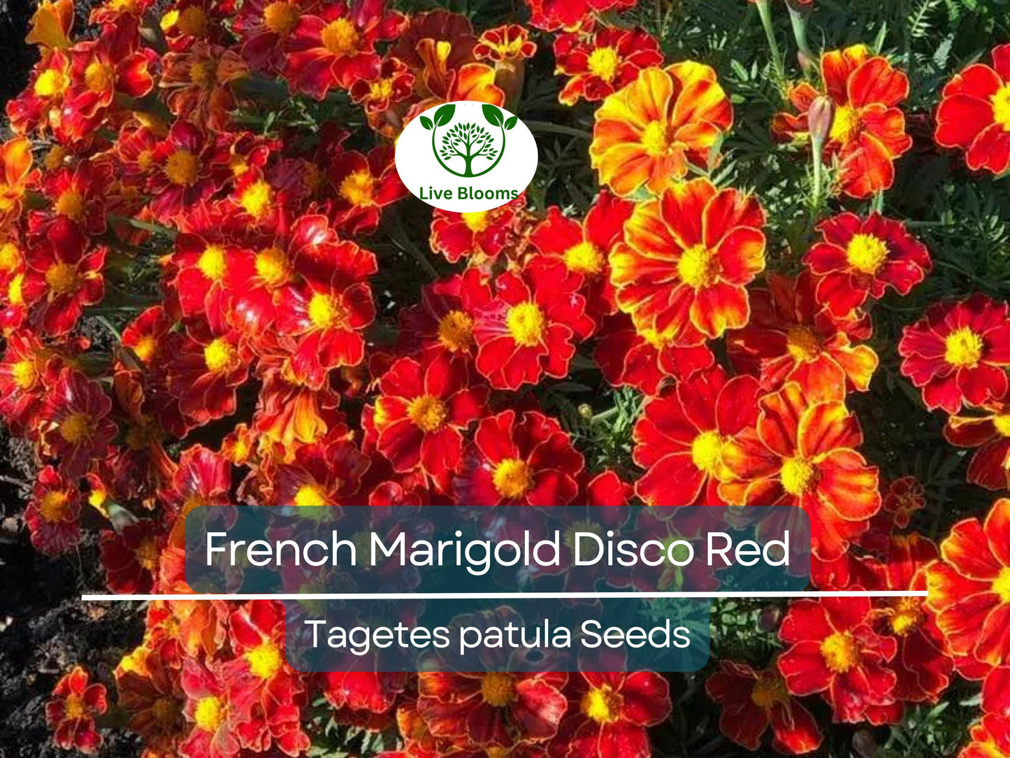 100 Seeds French Marigold Disco Red Non-GMO Bright Red Blooms Easy to Grow Garden Flowers