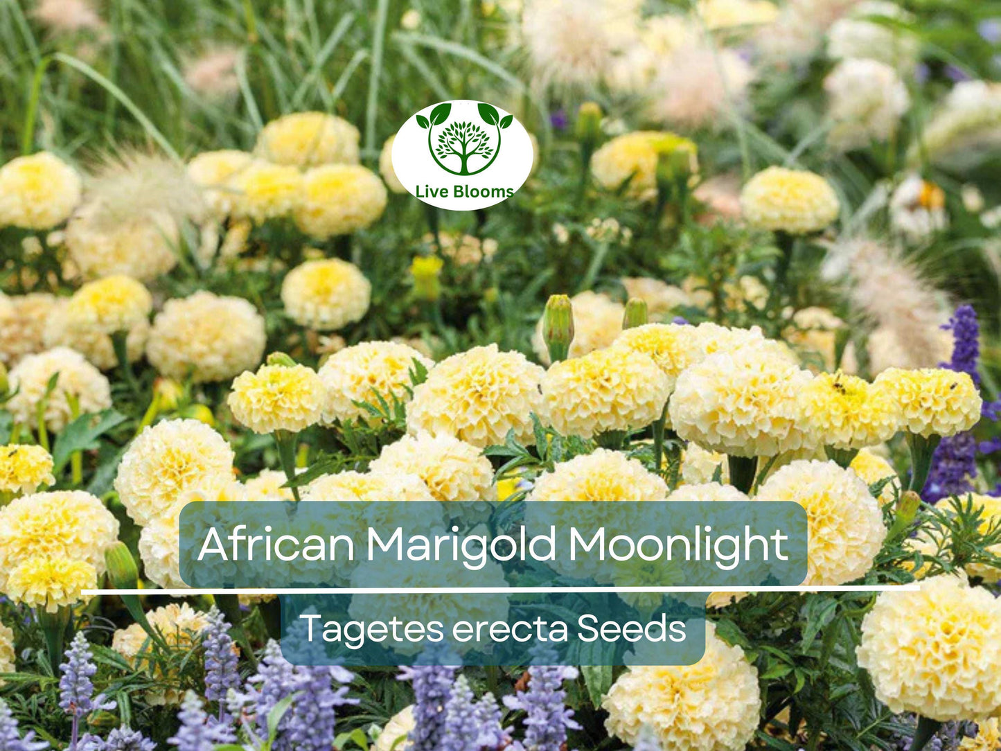 50 Seeds African Marigold Moonlight - Double Yellow Blooms, Non-GMO, Bee-Friendly, 18-24" Tall