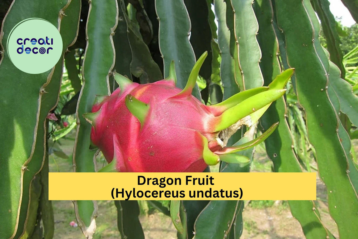 Dragon Fruit Plant 4" Potted White Pitaya Hylocereus undatus - Fast-Growing Tropical Cactus for Indoor or Outdoor Garden