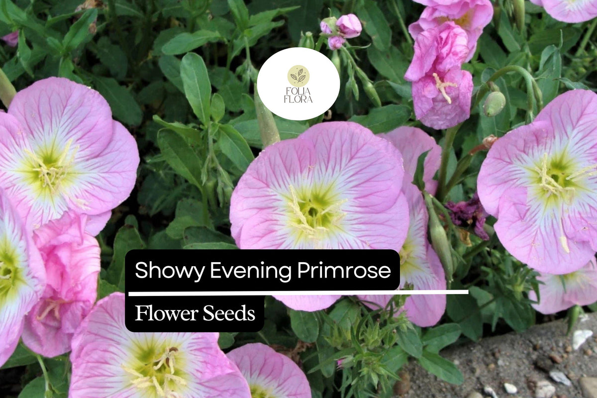 Showy Evening Primrose (Oenothera speciosa) - Pink Perennial Wildflower for Xeriscaping & Pollinators