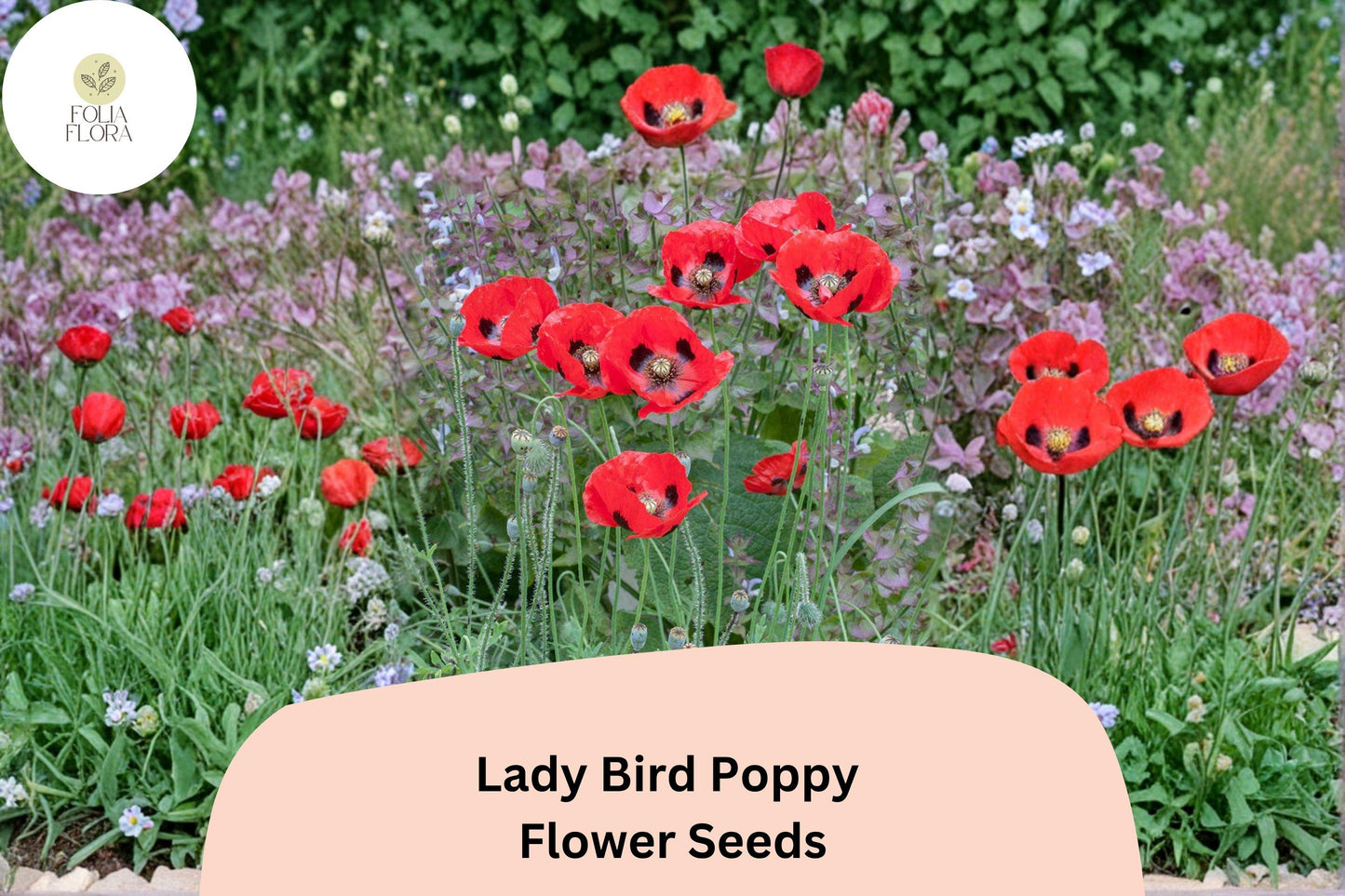 200+ Lady Bird Poppy Seeds – Scarlet Red Blooms with Black Centers, Easy to Grow Annual Wildflower