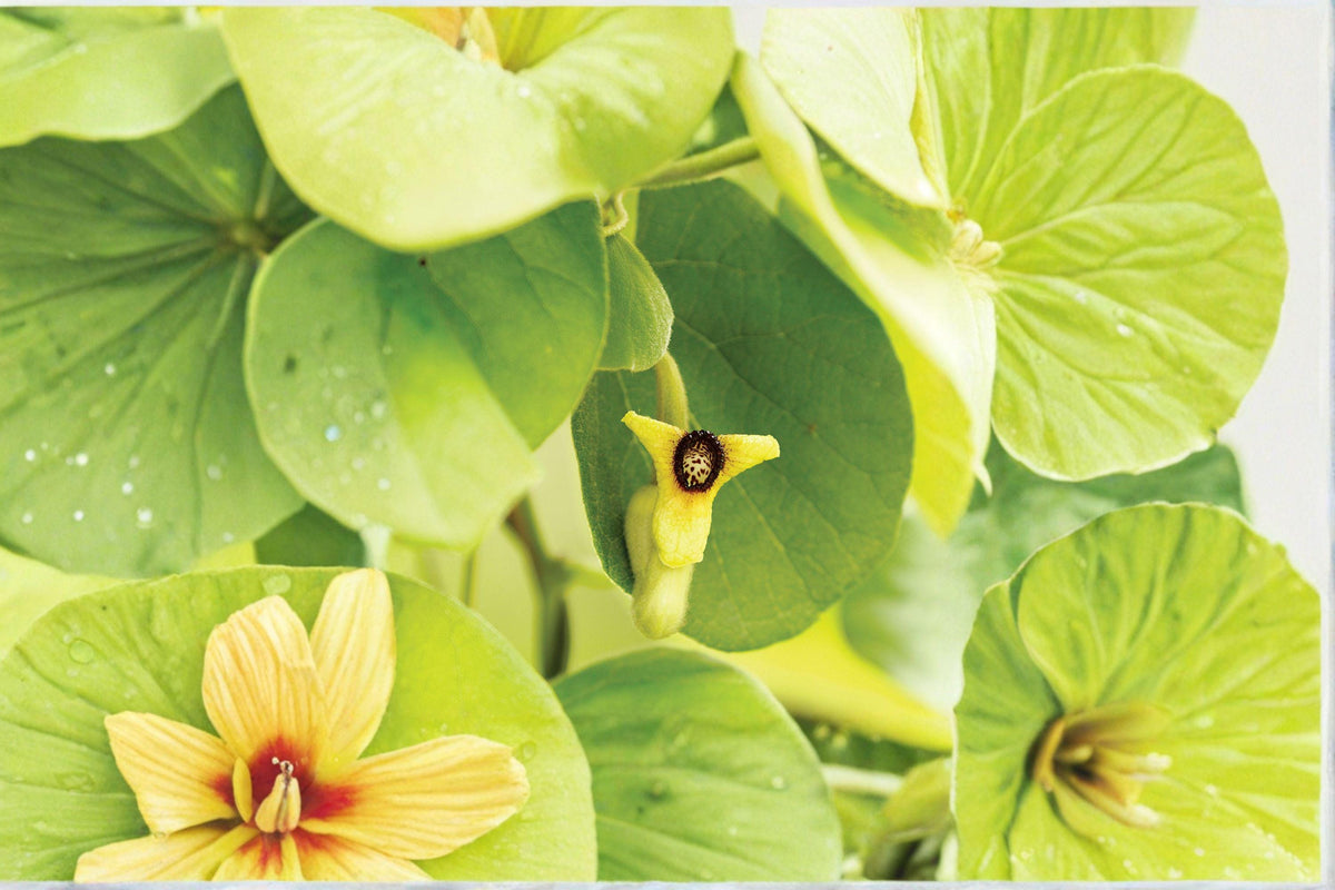 Dutchman’s Pipevine Seeds - 10 Count - Aristolochia tomentosa - Native Woody Vine - Host Plant for Pipevine Swallowtail Butterflies