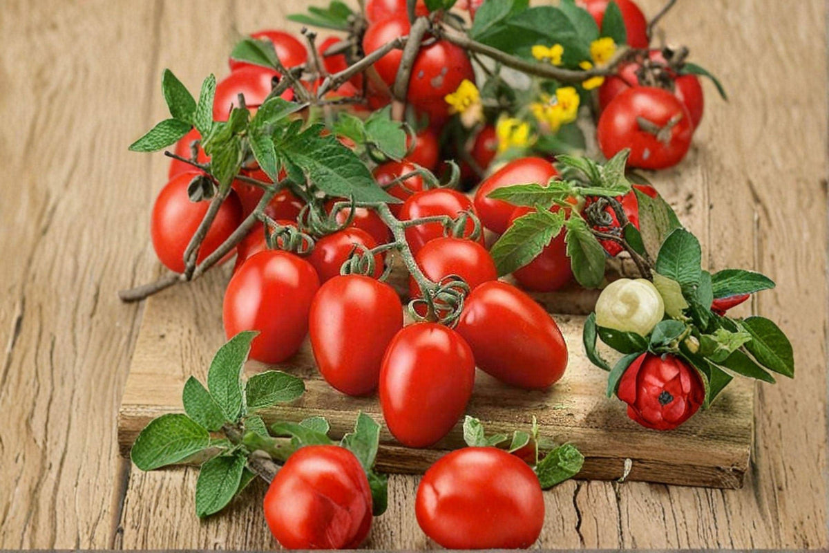 Roma Tomato Seeds - 30 Pack - Classic Paste Variety - Solanum lycopersicum - Meaty Flesh for Sauces & Canning