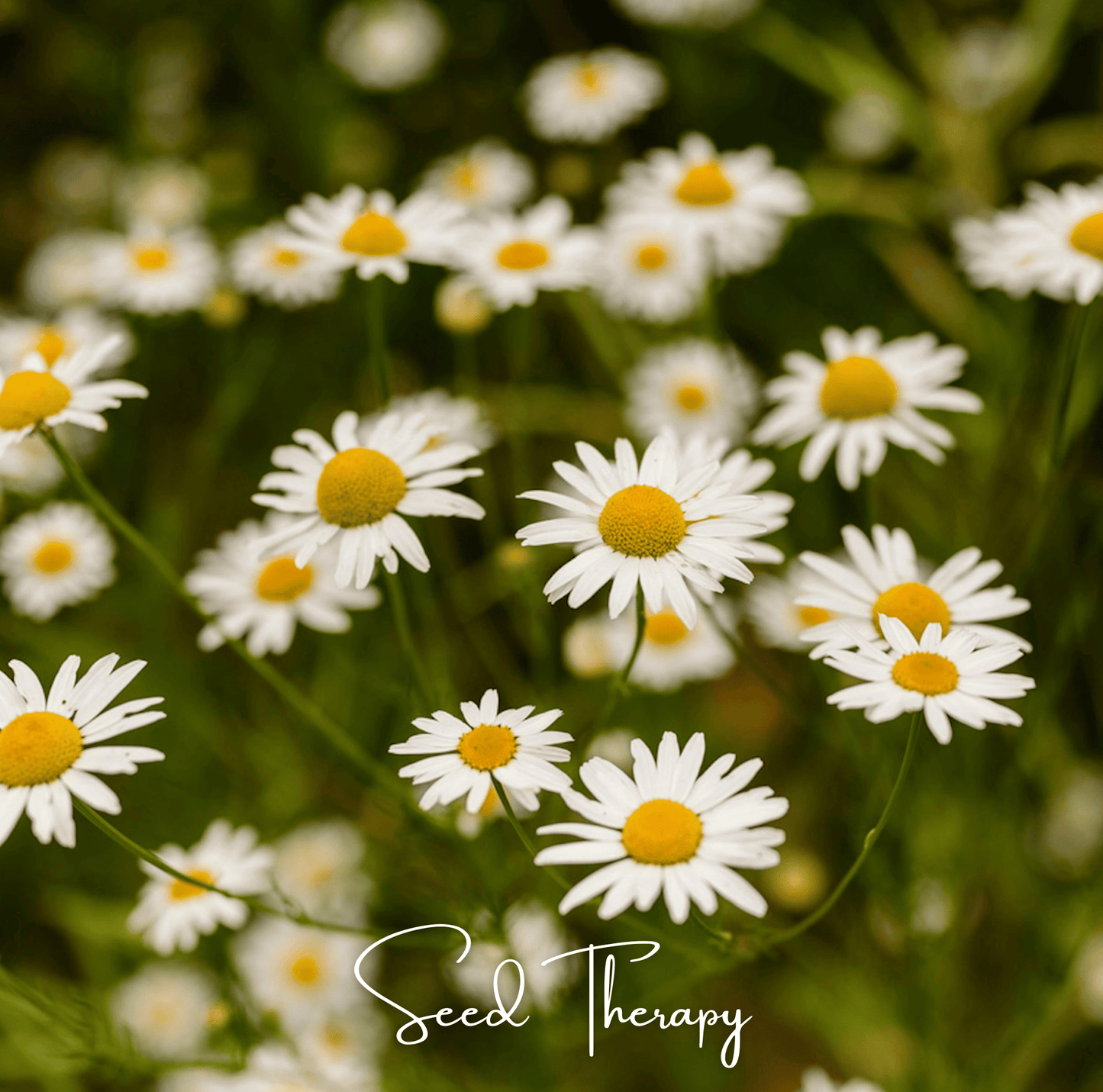 Roman Chamomile Seeds - 300 Heirloom Open Pollinated Perennial Herb Anthemis nobilis