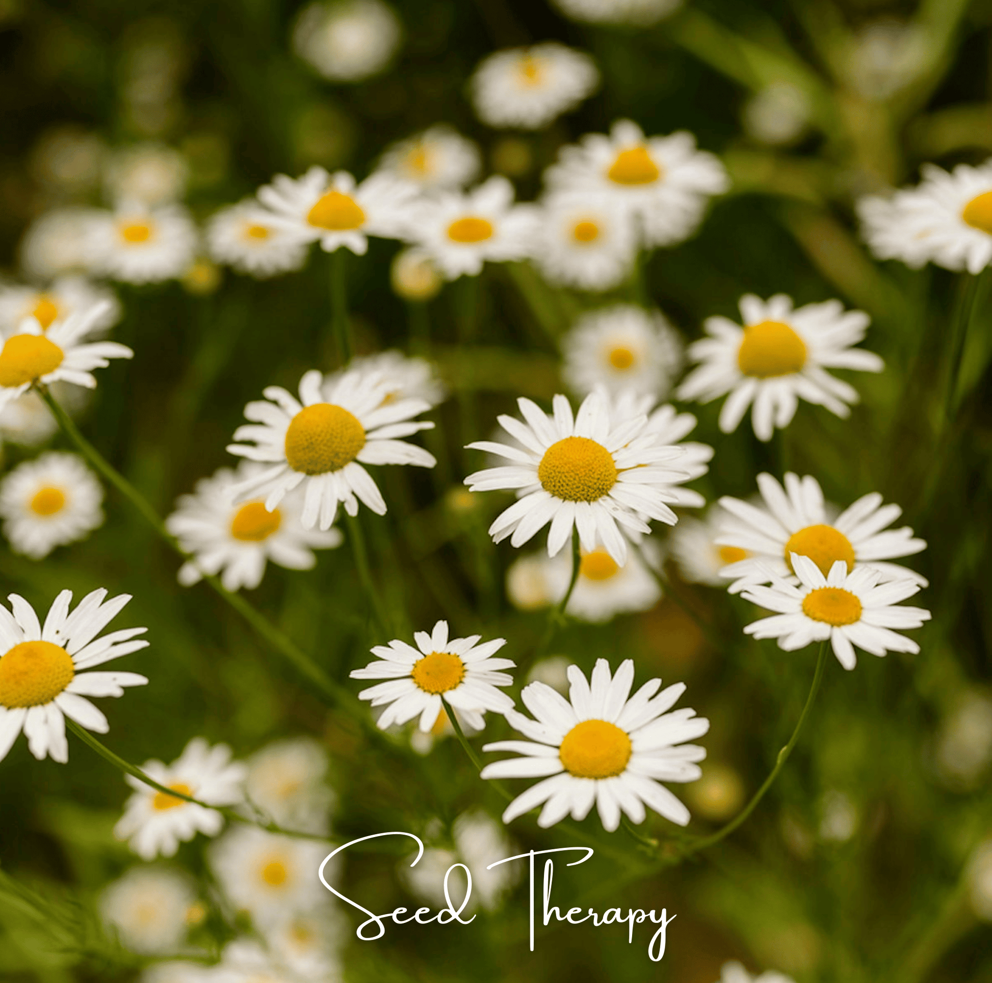 Roman Chamomile Seeds - 300 Heirloom Open Pollinated Perennial Herb Anthemis nobilis
