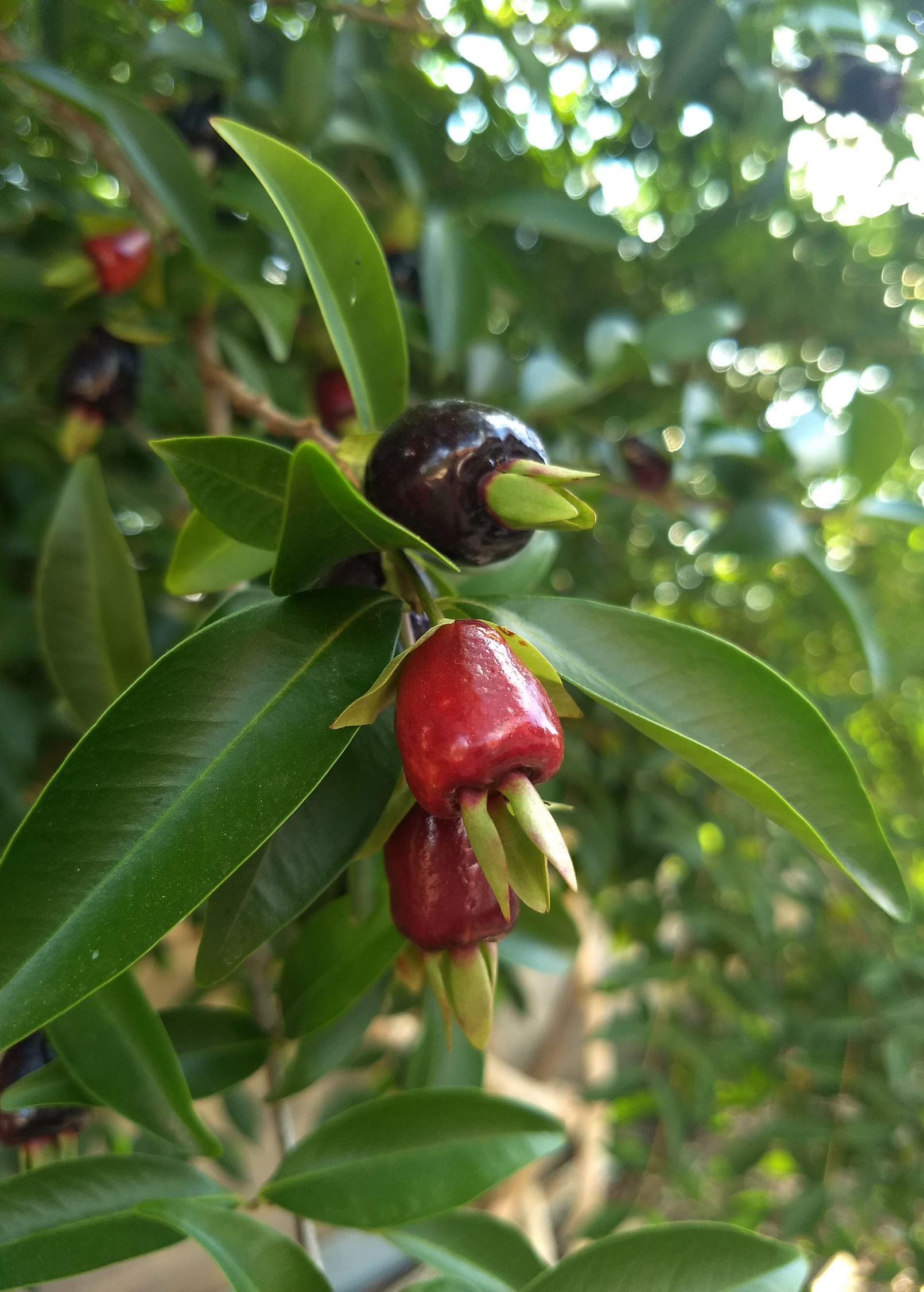 Cherry of the Rio Grande Fruit Tree, Rare Tropical Plant, Eugenia brasilensis, Drought Tolerant, Edible Fruit, Pink to Dark Red
