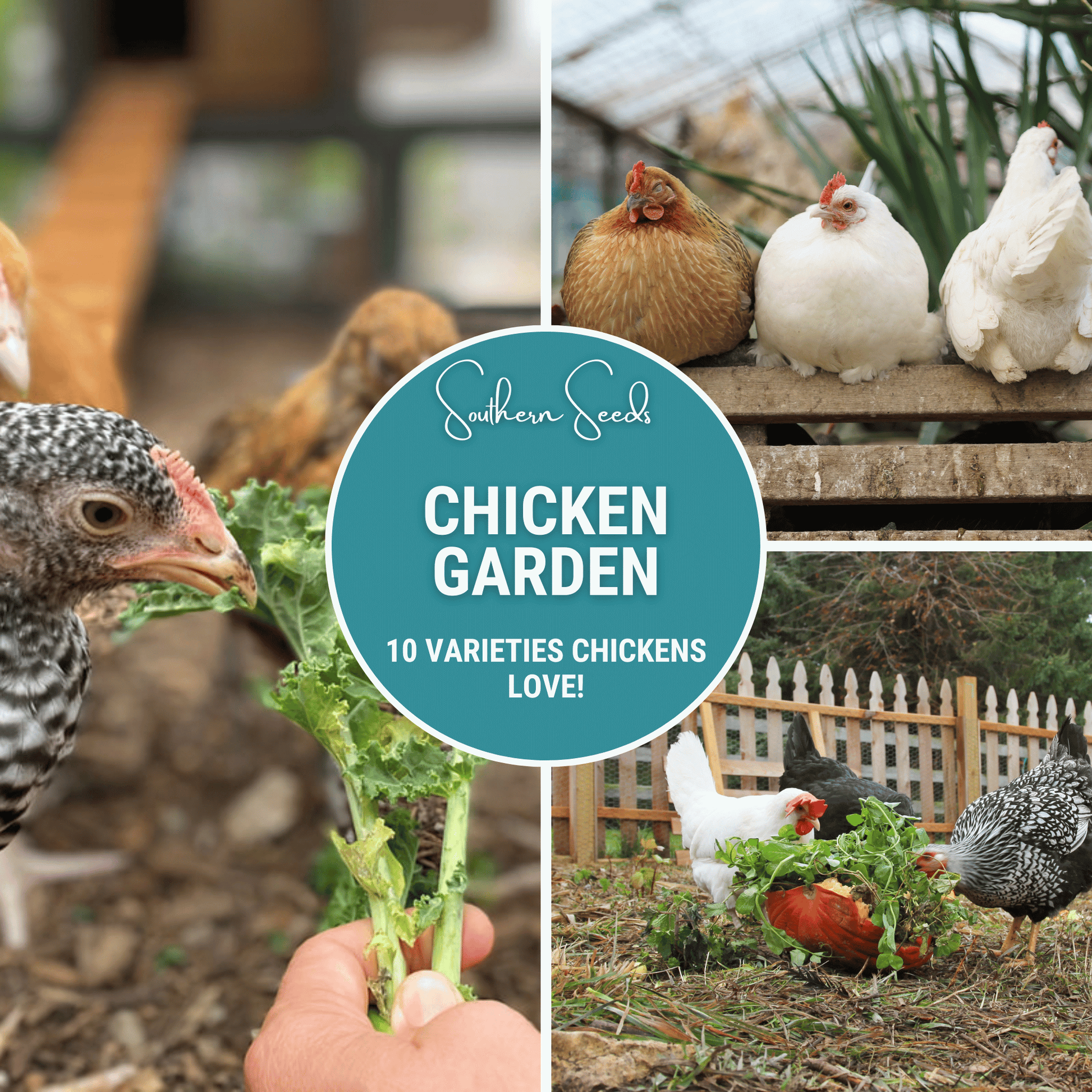 Chicken Treats Seed Collection – 10 Heirloom Varieties for Flock Nutrition, Garden Biodiversity, Non-GMO, Backyard Chickens