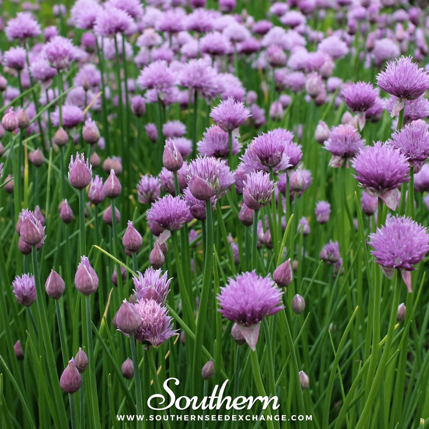 Chives Seeds – 100 Organic Heirloom, Perennial, Allium schoenoprasum, Culinary Herb for Fresh Garnish & Edible Flowers