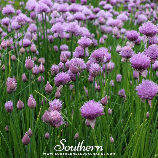 Chives Seeds – 100 Organic Heirloom, Perennial, Allium schoenoprasum, Culinary Herb for Fresh Garnish & Edible Flowers