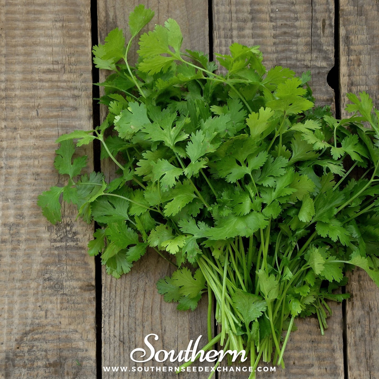 Calypso Cilantro Seeds – Slow-Bolting Heirloom Coriandrum sativum for Long Harvest, Fresh Leaves & Seeds
